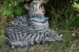  A8V5548 Cat yawning